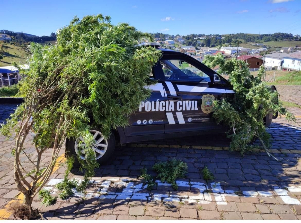 Pé de maconha de aproximadamente 15 kg é apreendido em Santa Catarina