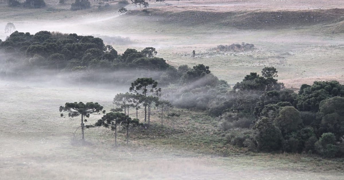 Santa Catarina e Rio Grande do Sul registram primeiras geadas do ano; veja imagens