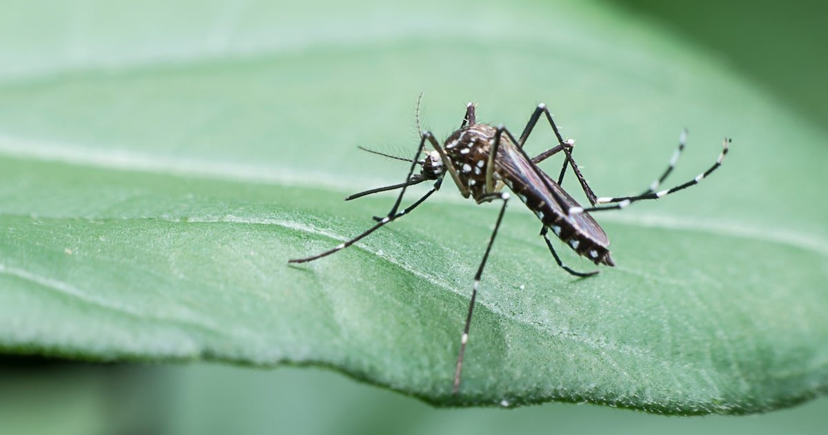 Estado de SP já tem mais casos de dengue neste ano do que todo o Brasil registrou em 2023