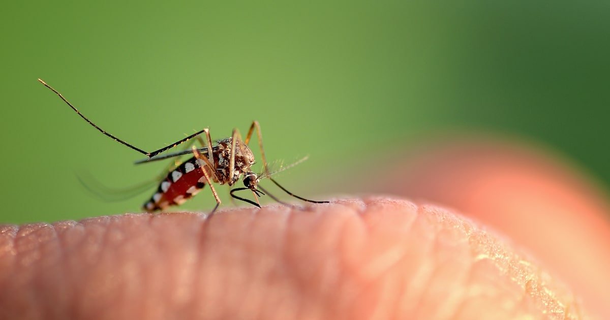 OMS registra 7,6 milhões de casos prováveis de dengue no mundo; cerca de 82% são no Brasil