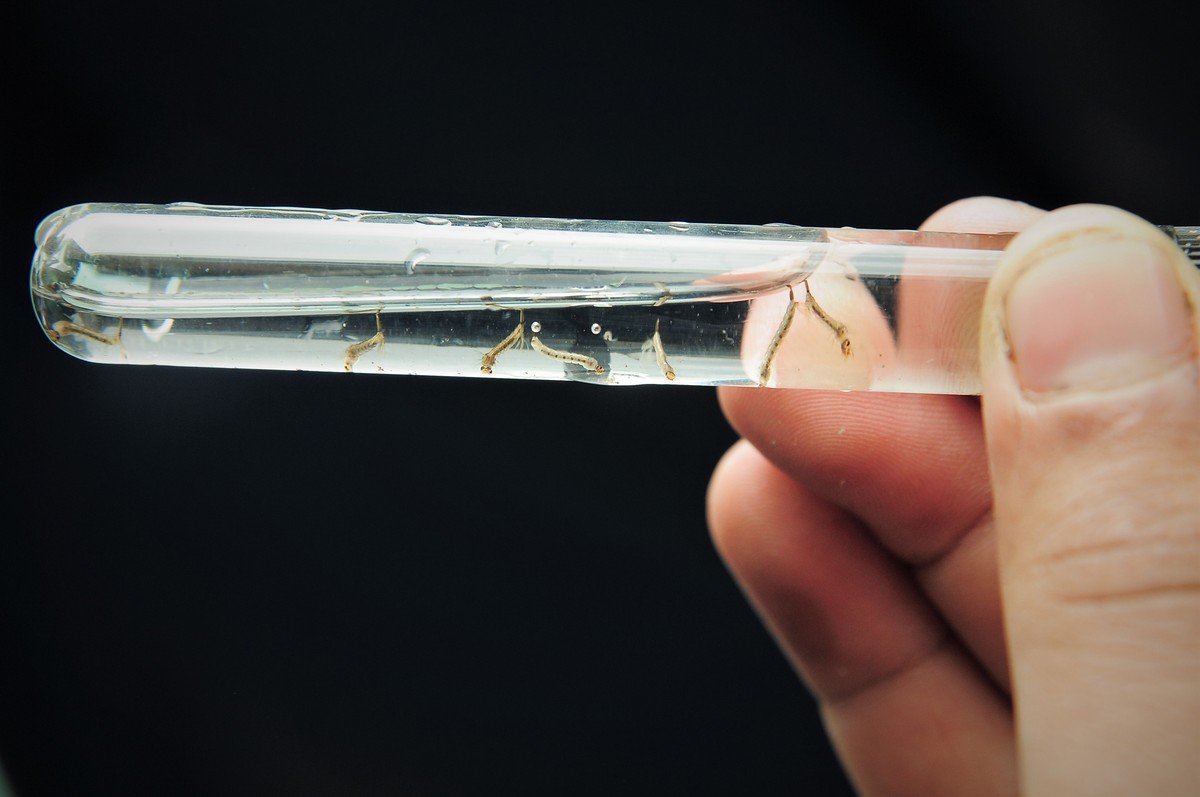 Idosa é a segunda vítima da dengue no ano em Santa Cruz do Rio Pardo; região soma 75 óbitos pela doença