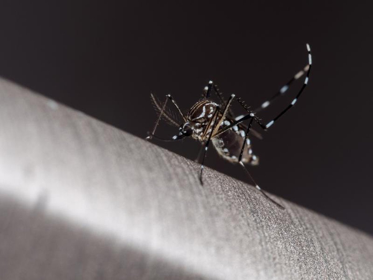 Meridiano e Tabapuã confirmam mortes por dengue