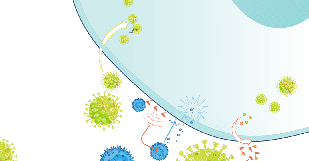 Pesquisa descobre como o coronavírus escapa das células de defesa