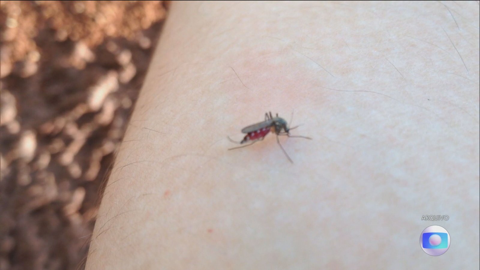 Saúde confirma mortes por dengue em Catanduva e Guarani D’Oeste