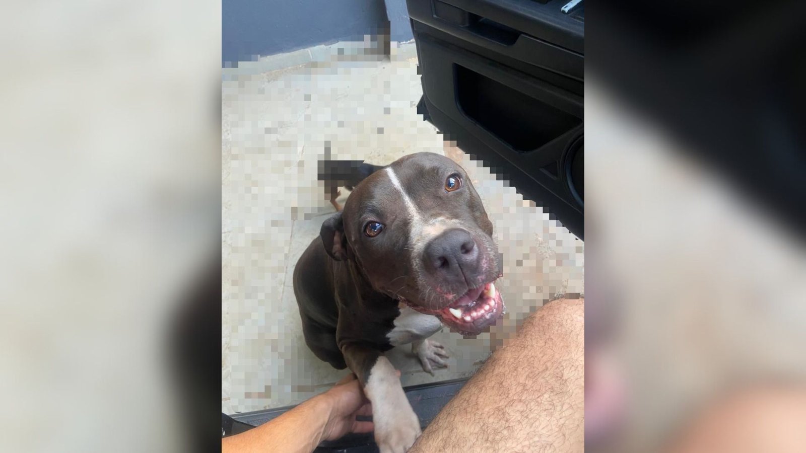 Cachorra morre após se assustar com fogos de artifício na véspera de Natal