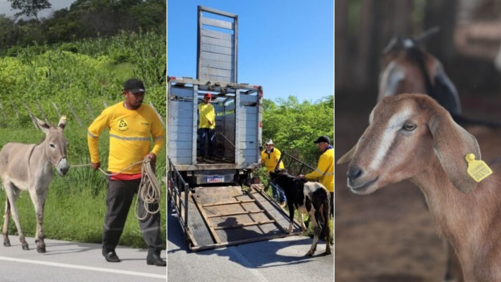 Detran-CE resgatou mais de 3 mil animais abandonados em estradas estaduais em 2024